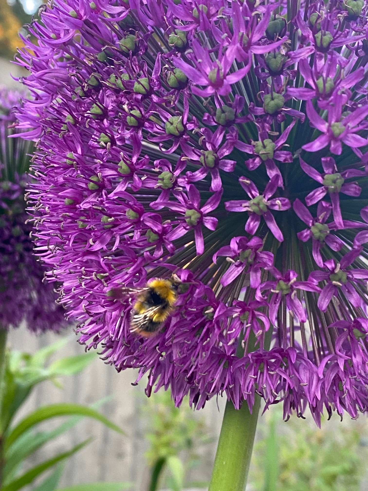 Globemaster Allium, Summer Flowering Bulbs Globemaster Allium, Summer Flowering Bulbs