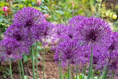 Allium Purple Rain BULB-ZALL-PRA