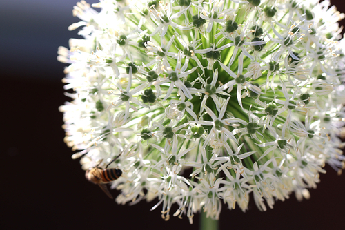 Mount Everest Allium White Spring/Summer Flowering Bulb Mount Everest Allium White Spring/Summer Flowering Bulb