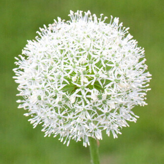 Mount Everest Allium White Spring/Summer Flowering Bulb BULB-ZALL-MEV