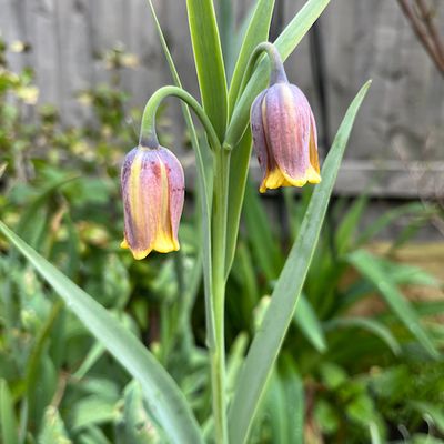 Fritillaria Uva Vulpis Bulb Bags - Spring Flowering Bulbs BULB-ZFRI-UVA