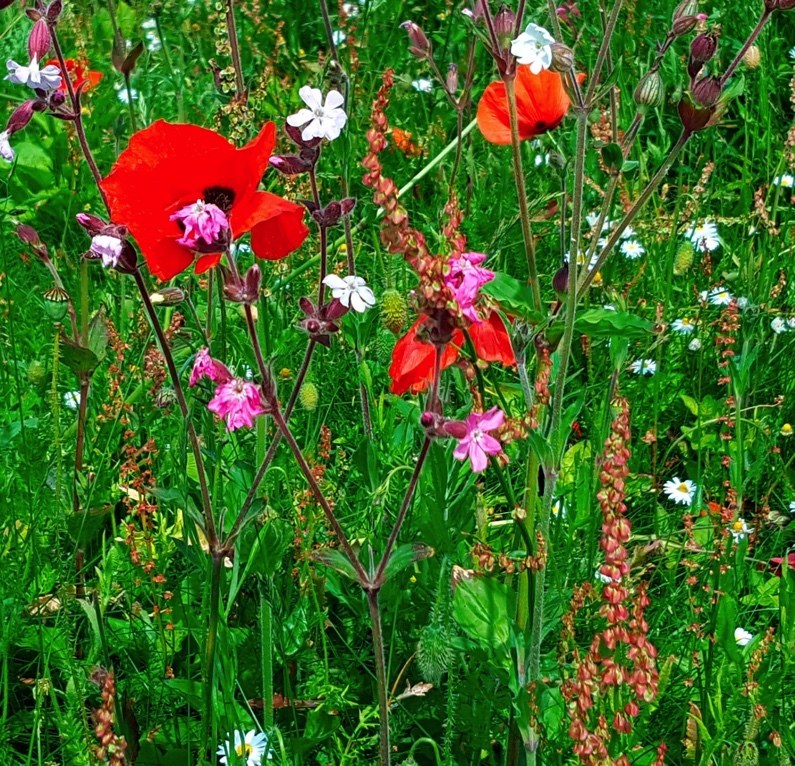Bird & Bees Meadowmat Bird & Bees Meadowmat