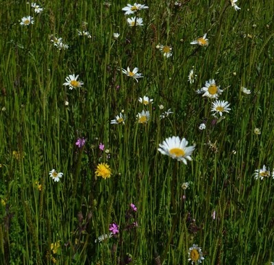 SuDS Meadowmat HT-MEAD-SUDS