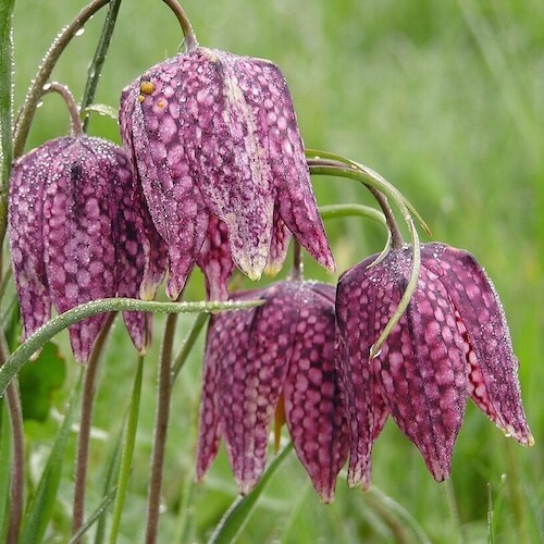 Fritillaria Meleagris / Snakes Head Lily Fritillaria Meleagris / Snakes Head Lily