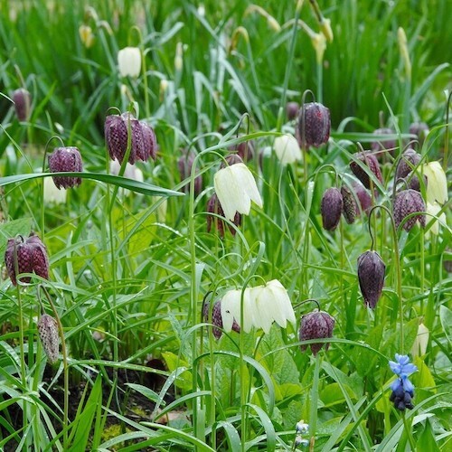 Fritillaria Meleagris / Snakes Head Lily Fritillaria Meleagris / Snakes Head Lily