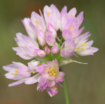 Pink Allium Bulbs (Allium Roseum) BULB-ZALL-ROS