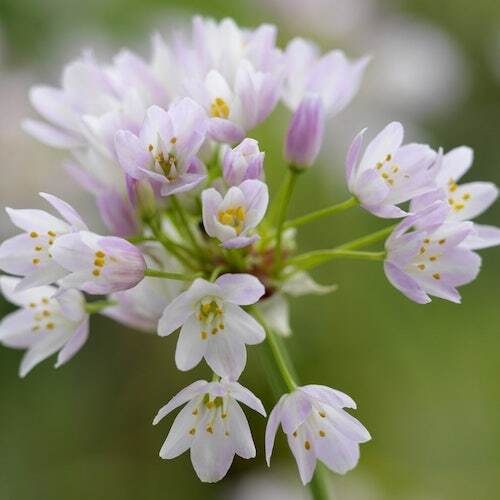 Pink Allium Bulbs (Allium Roseum) Pink Allium Bulbs (Allium Roseum)