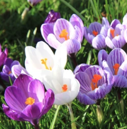 Species Mixed Crocus- Spring Flowering Bulbs