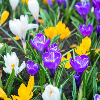 Species Mixed Crocus- Spring Flowering Bulbs BULB-ZCRO-SMI