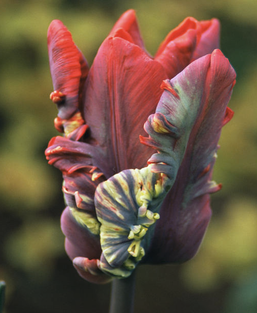 "Rococo" Tulip "Rococo" Tulip
