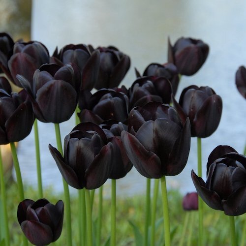 "Queen Of Night" Tulip "Queen Of Night" Tulip