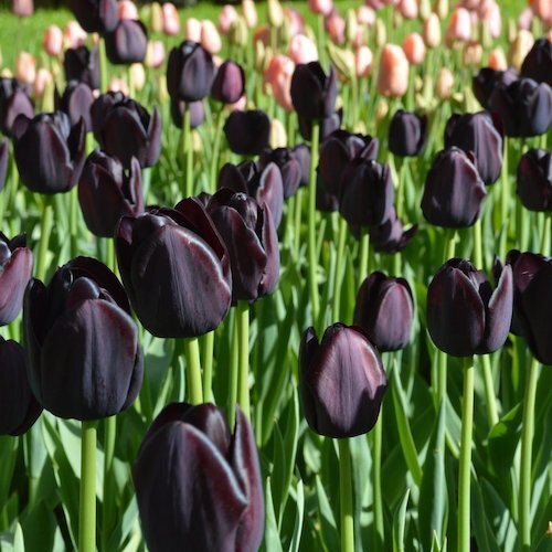 "Queen Of Night" Tulip "Queen Of Night" Tulip