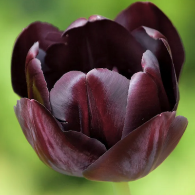 "Queen Of Night" Tulip BULB-ZTUL-QTN