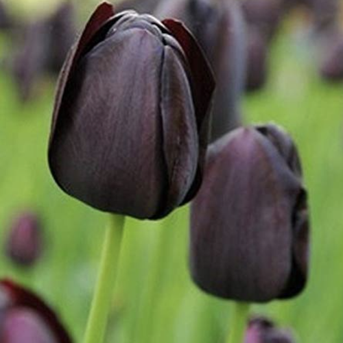 "Queen Of Night" Tulip "Queen Of Night" Tulip