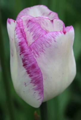 "Shirley" Tulip BULB-ZTUL-SHI