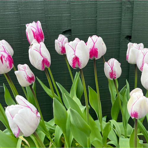 "Shirley" Tulip "Shirley" Tulip