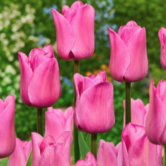 "Don Quichotte" Tulip "Don Quichotte" Tulip