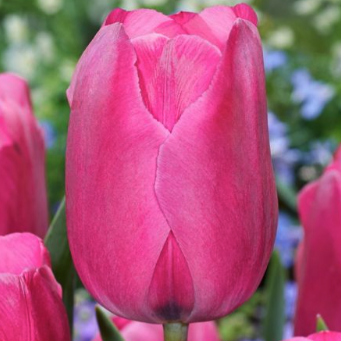 "Don Quichotte" Tulip "Don Quichotte" Tulip