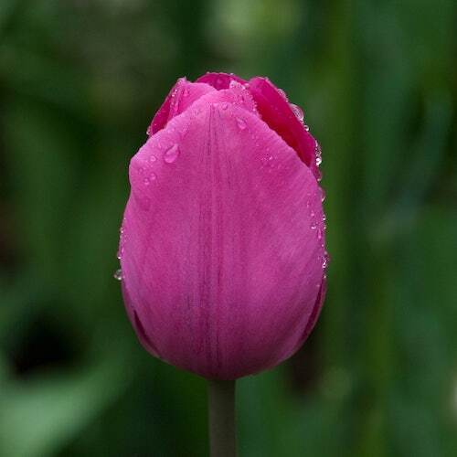 "Don Quichotte" Tulip "Don Quichotte" Tulip