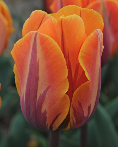 "Princess Irene" Tulip "Princess Irene" Tulip