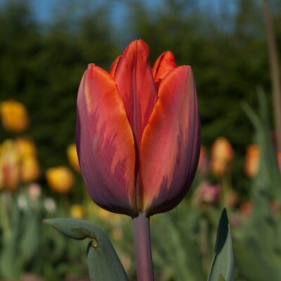 "Princess Irene" Tulip BULB-ZTUL-PIR
