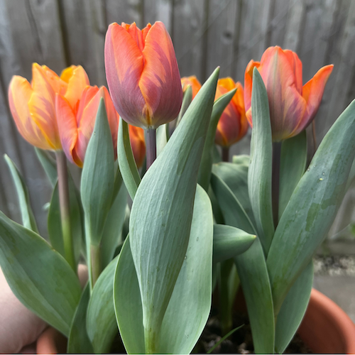 "Princess Irene" Tulip "Princess Irene" Tulip