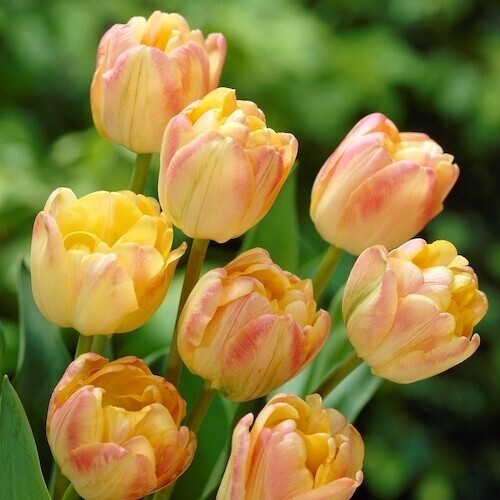 Sunset Tulip Collection- Cream Upstar, Princess Irene, Rococo - 30 or 90 bulbs Sunset Tulip Collection- Cream Upstar, Princess Irene, Rococo - 30 or 90 bulbs