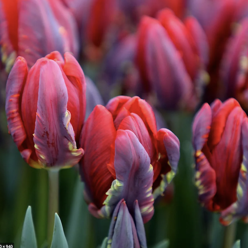 Sunset Tulip Collection- Cream Upstar, Princess Irene, Rococo - 30 or 90 bulbs Sunset Tulip Collection- Cream Upstar, Princess Irene, Rococo - 30 or 90 bulbs