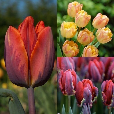 Sunset Tulip Collection- Cream Upstar, Princess Irene, Rococo - 30 or 90 bulbs BULB-SUNSET