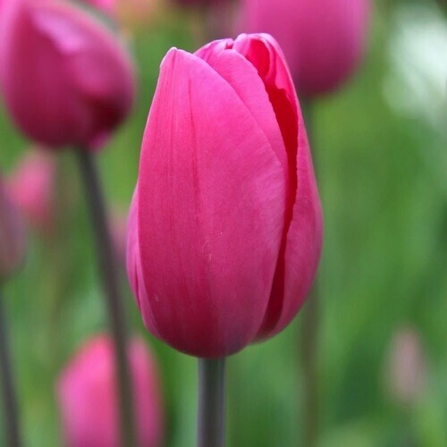 Sunrise Tulip Collection - Banja Luka, Cream Upstar, Don Quichotte - 30 or 90 bulbs Sunrise Tulip Collection - Banja Luka, Cream Upstar, Don Quichotte - 30 or 90 bulbs