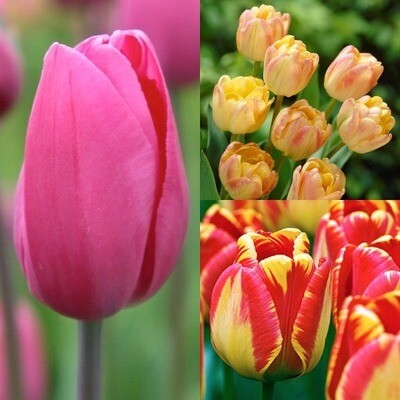 Sunrise Tulip Collection - Banja Luka, Cream Upstar, Don Quichotte - 30 or 90 bulbs BULB-SUNRISE
