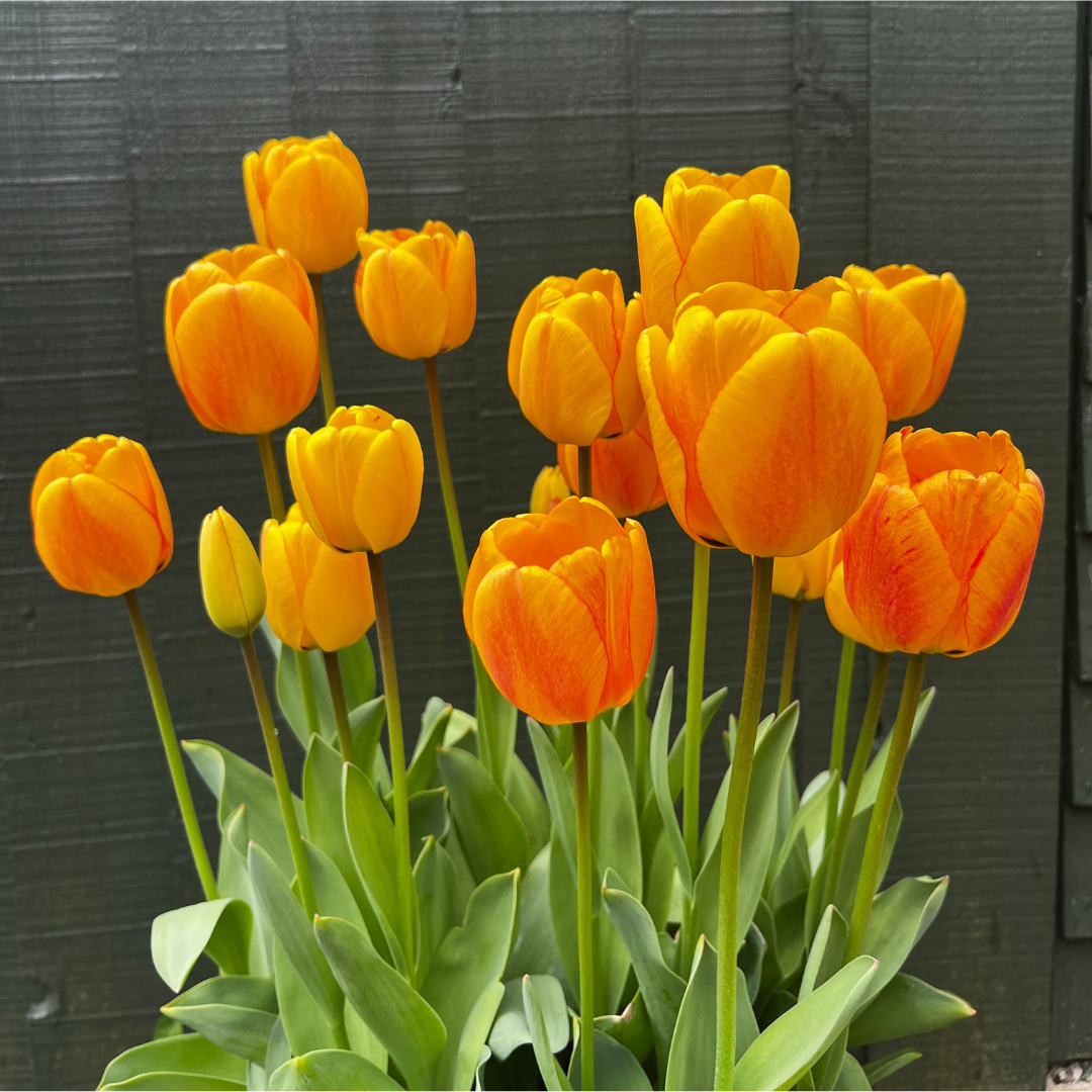 "Blushing Apeldoorn" Tulip "Blushing Apeldoorn" Tulip