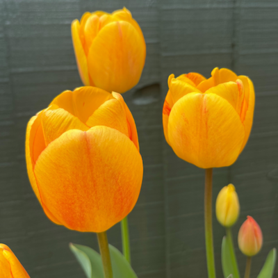 "Blushing Apeldoorn" Tulip BULB-ZTUL-BAP