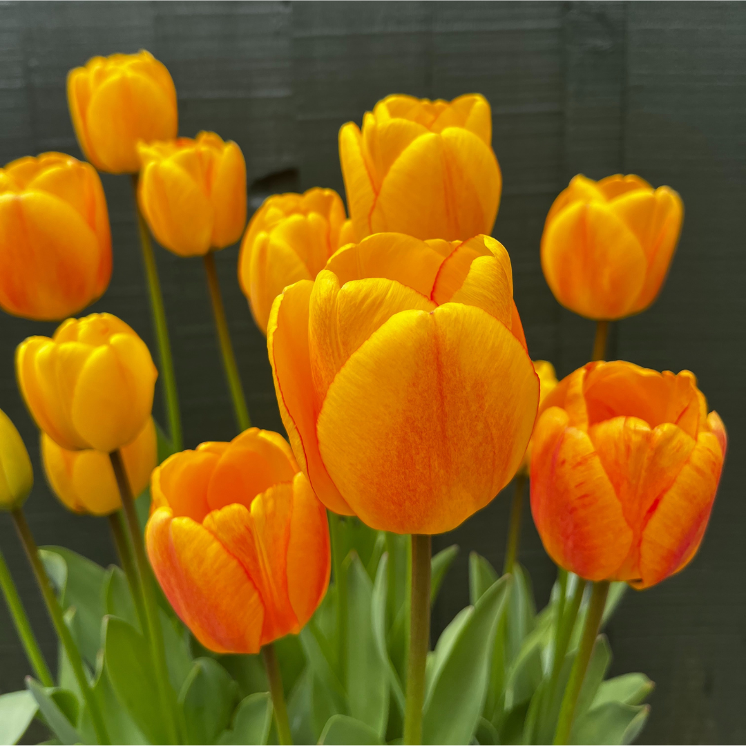 "Blushing Apeldoorn" Tulip "Blushing Apeldoorn" Tulip