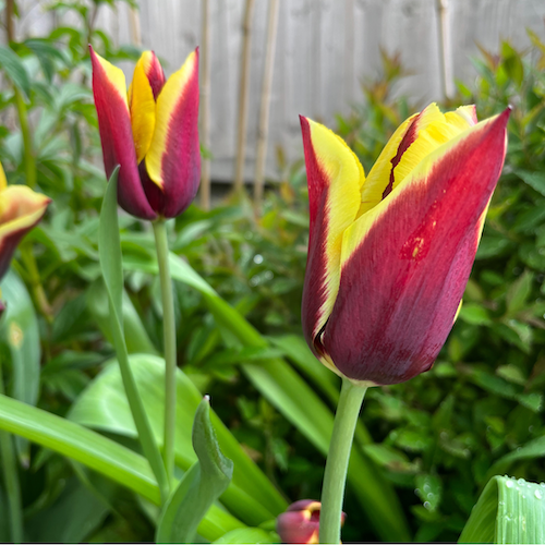 Tulip "Gavota" Tulip "Gavota"