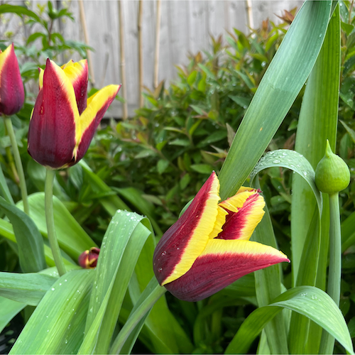 Tulip "Gavota" Tulip "Gavota"