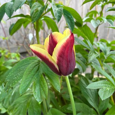 Tulip "Gavota" BULB-ZTUL-GAV