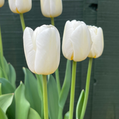 "Antartica" Tulip BULB-ZTUL-ANT