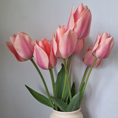 "Menton" Single Late Tulip Bulb BULB-ZTUL-MEN