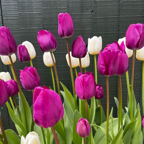 "Negrita" Tulip "Negrita" Tulip