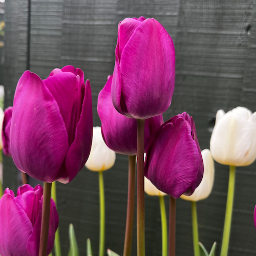 "Negrita" Tulip "Negrita" Tulip