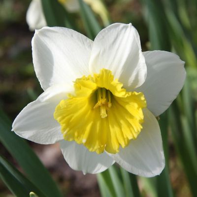 Ice Follies Daffodil 12/14cm BULB-ZDAF-IFO212