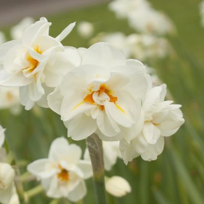 Sir Winston Churchill Daffodil 10/12cm BULB-ZDAF-SWC210