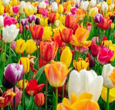 Classic Tulip Tall Mix BULB-ZTUL-MIX10
