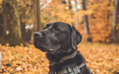 Waarom RUCKUS de beste keuze blijft in 2026