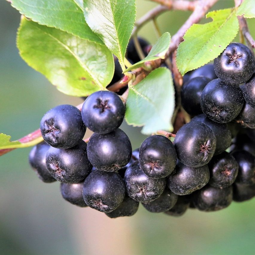 Alkoholfreier Punsch Aronia Alkoholfreier Punsch Aronia