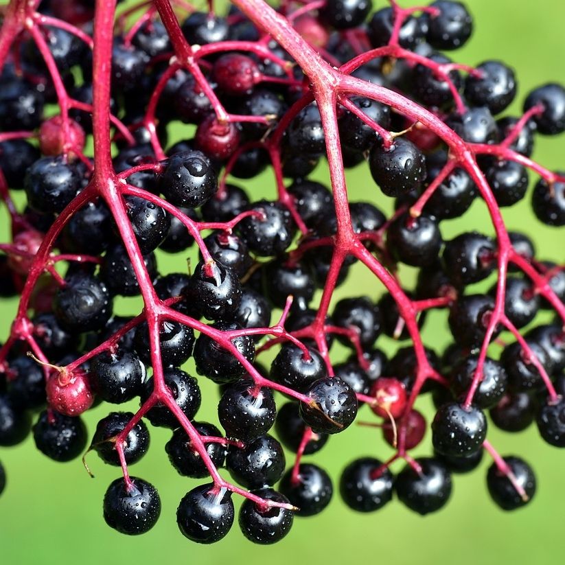 Glühwein schwarzer Holunder