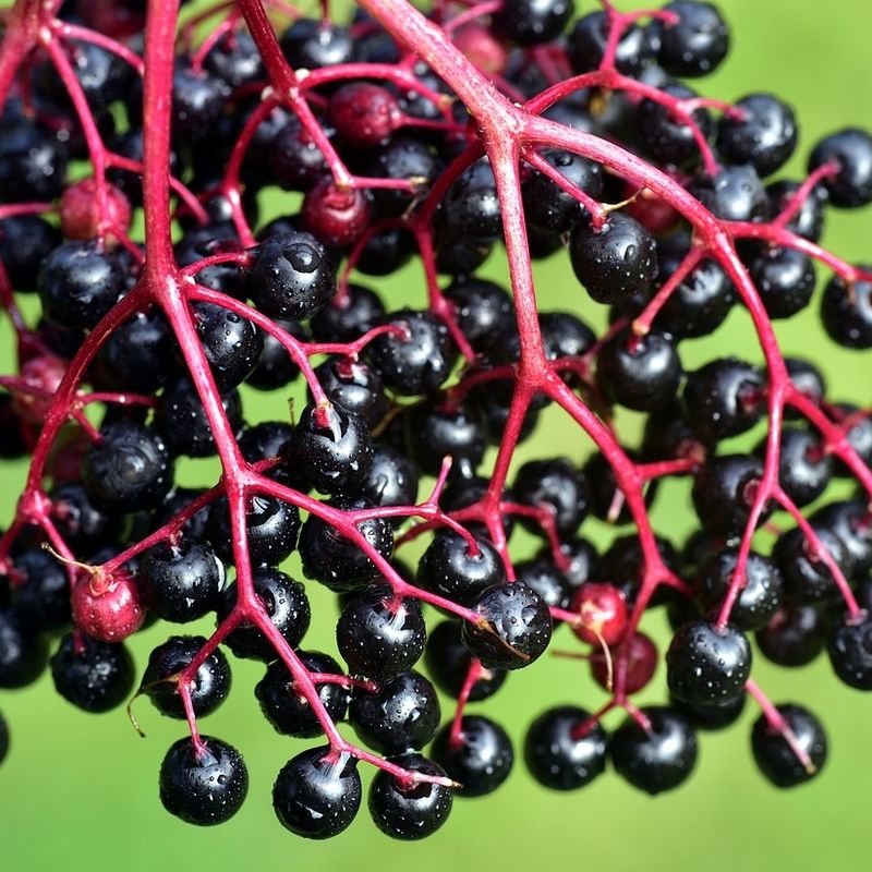 Glühwein schwarzer Holunder