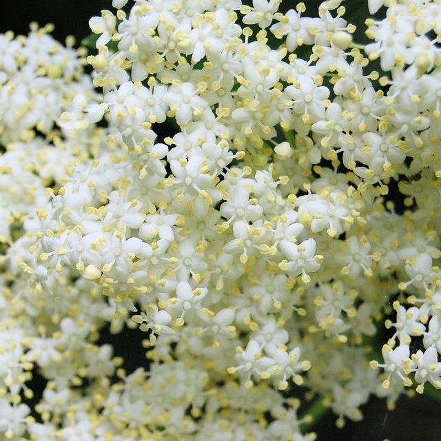 Glühwein weißer Holunder