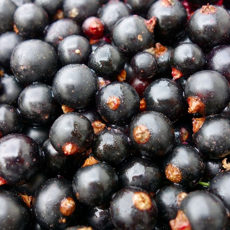 Glühwein schwarze Johannisbeere